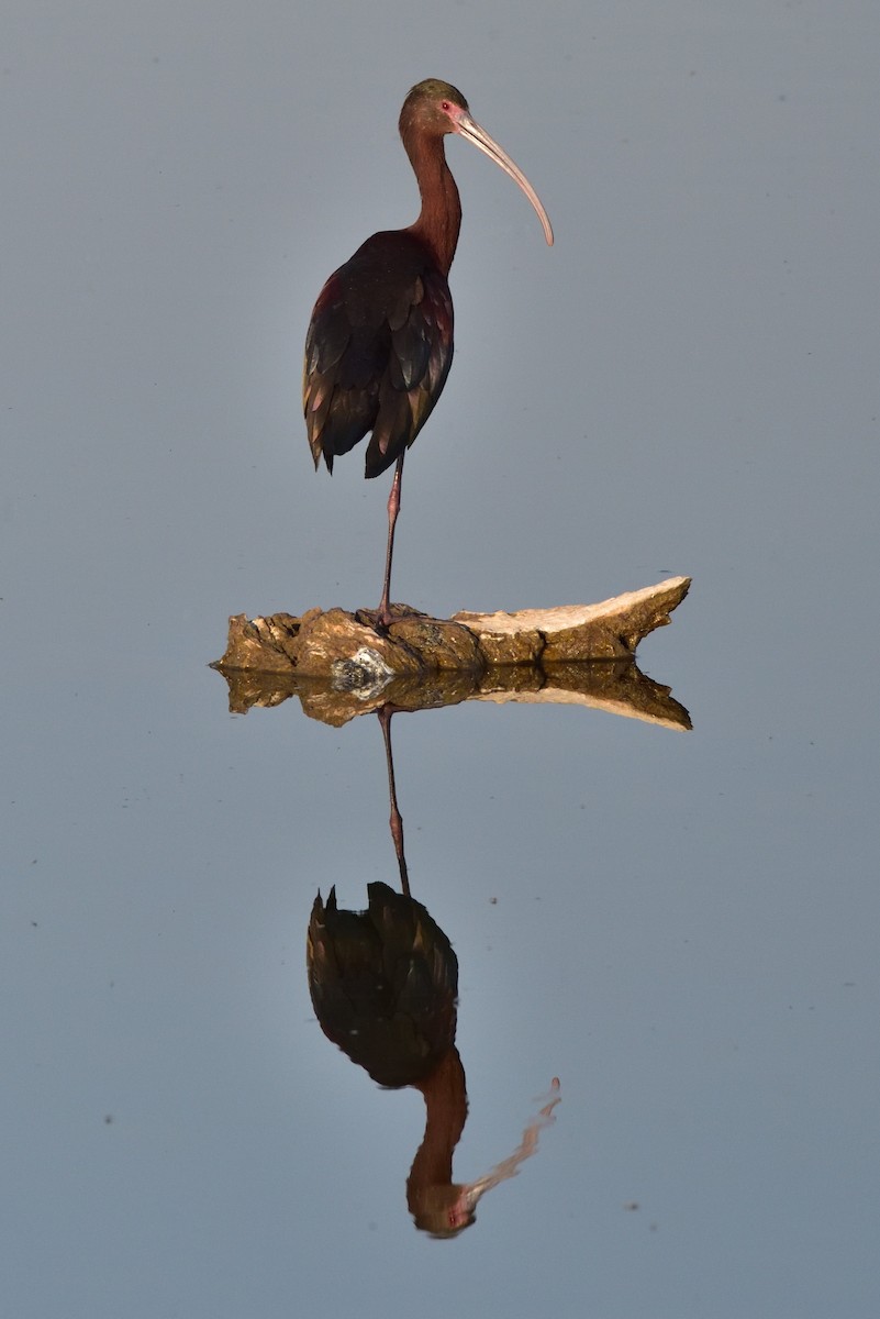 White-faced Ibis - ML646217037