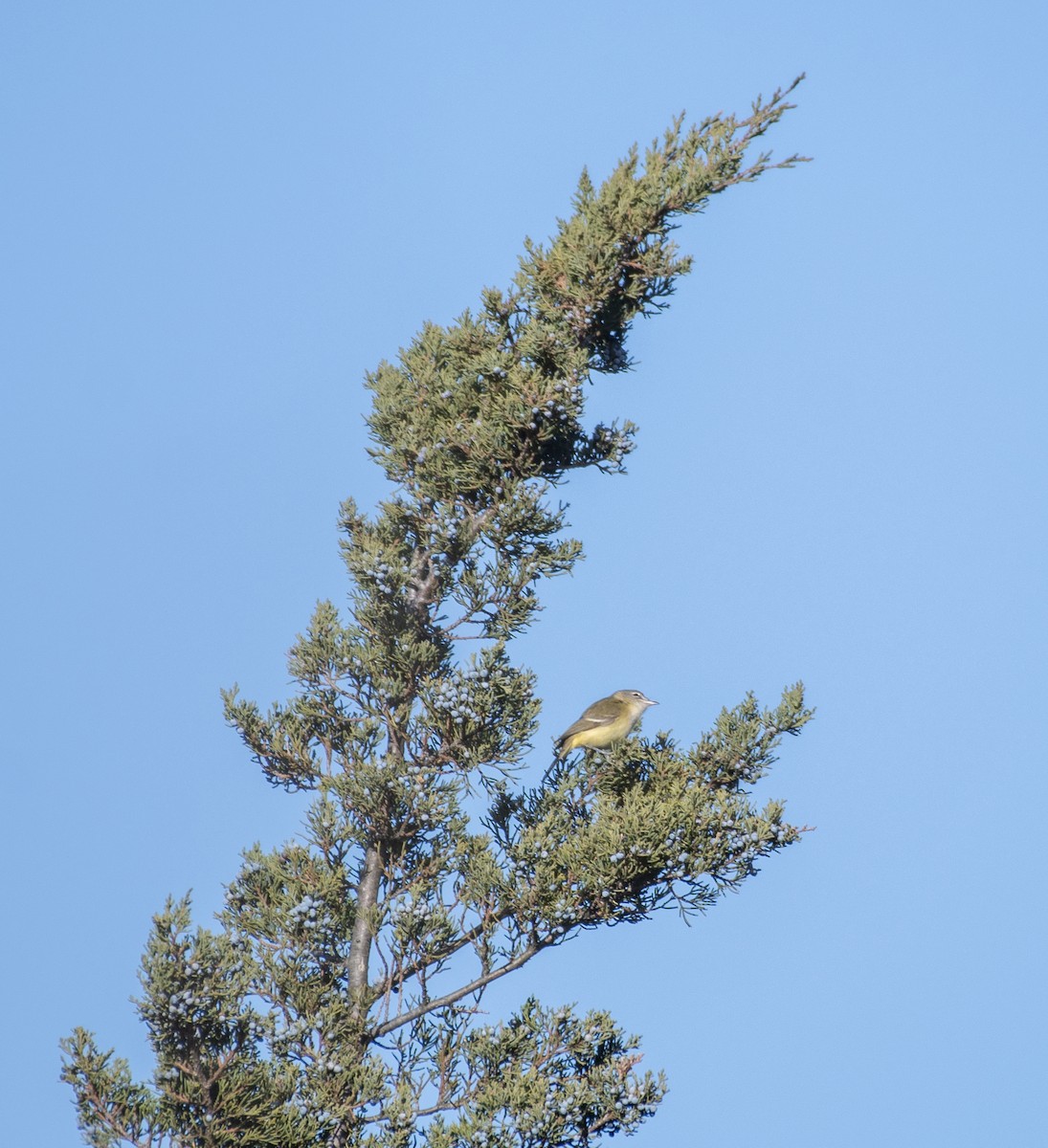 Bell's Vireo - ML646217038