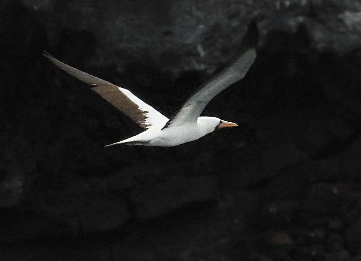 Nazca Booby - ML646217044