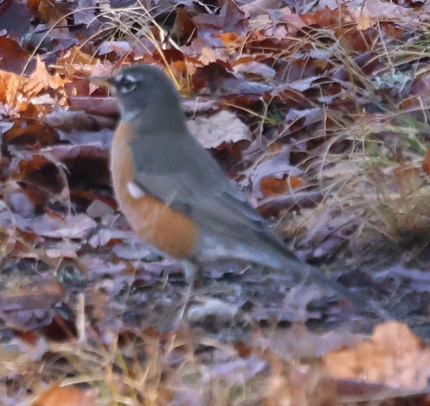 Merle d'Amérique - ML646217047