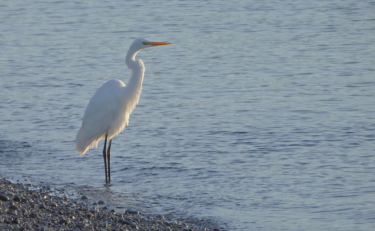Great Egret - ML646217061