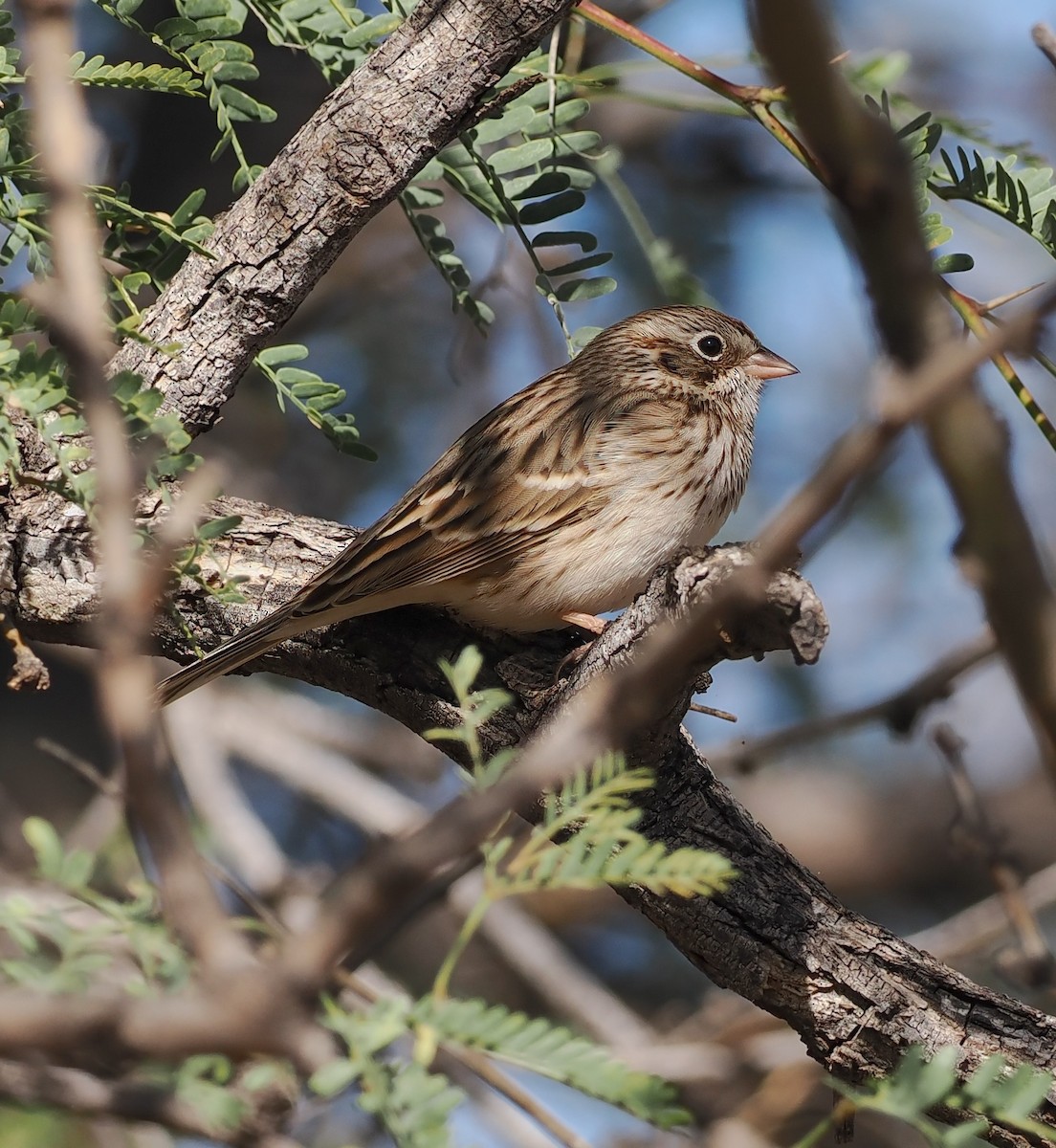 Chingolo Coliblanco - ML646217076