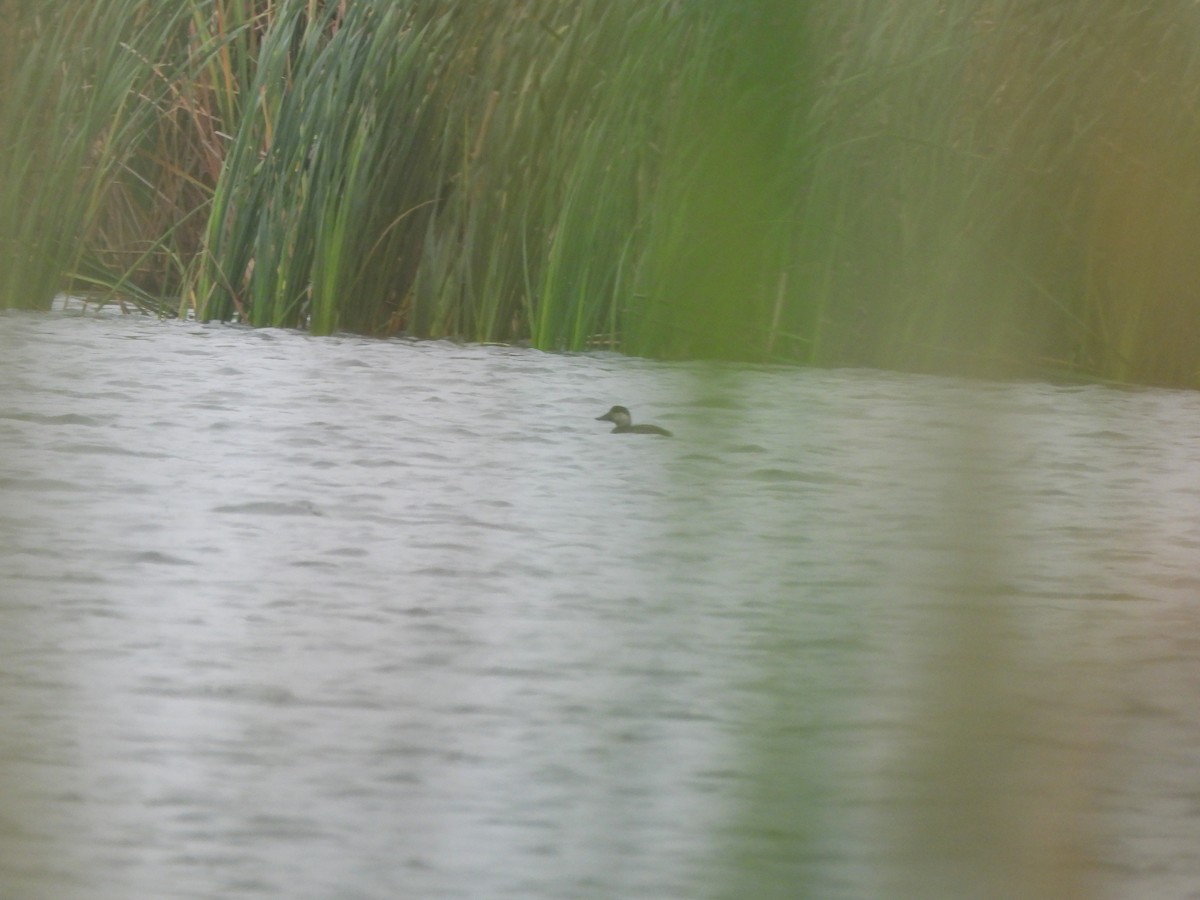 Black Scoter - ML646217086
