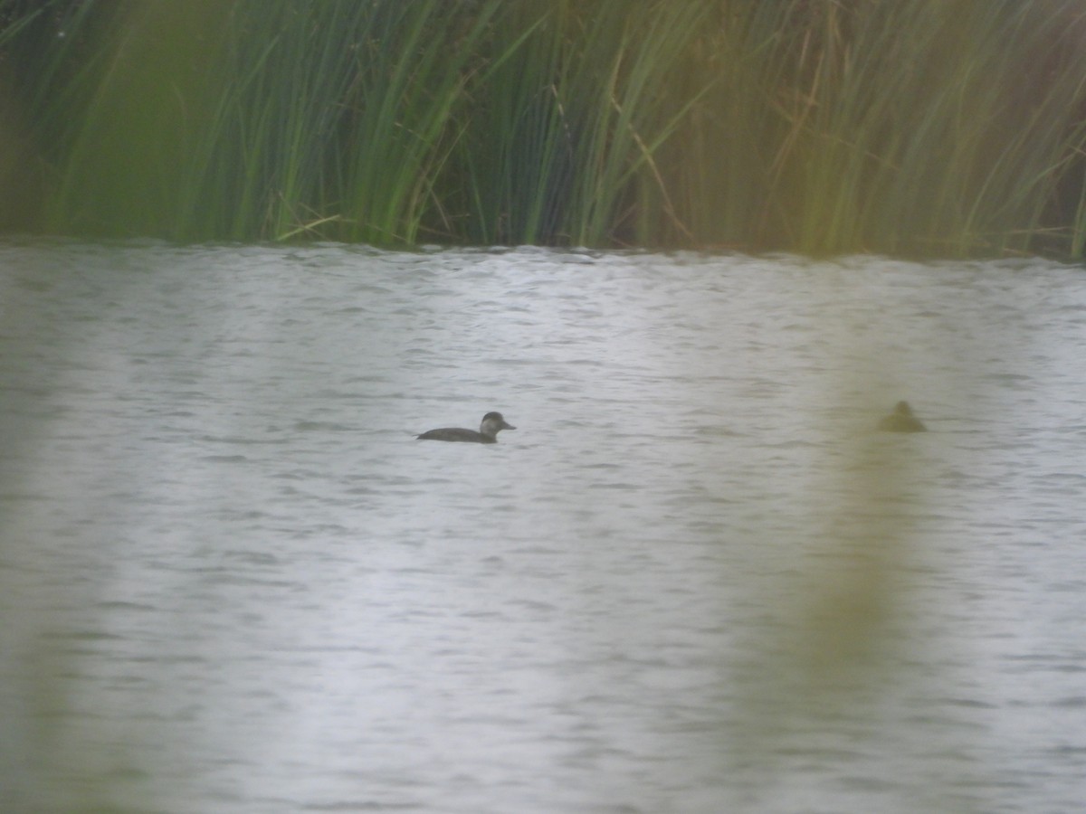 Black Scoter - ML646217087