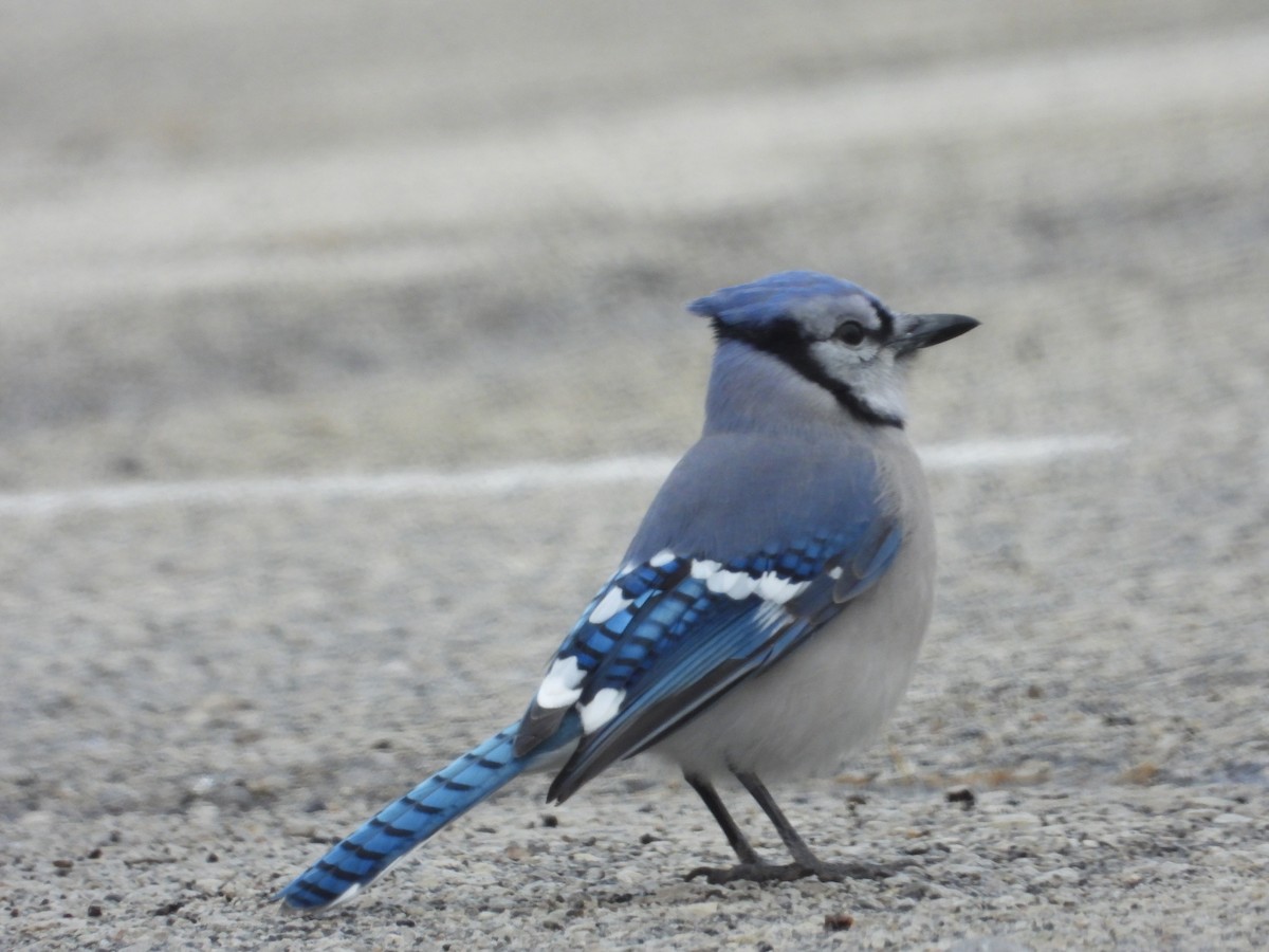 Blue Jay - ML646217091