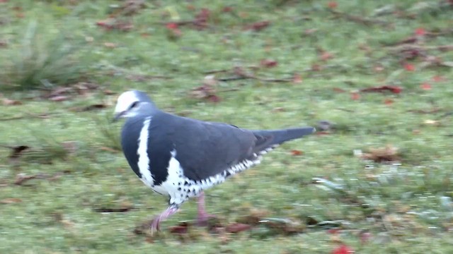 Вонга - ML646217100