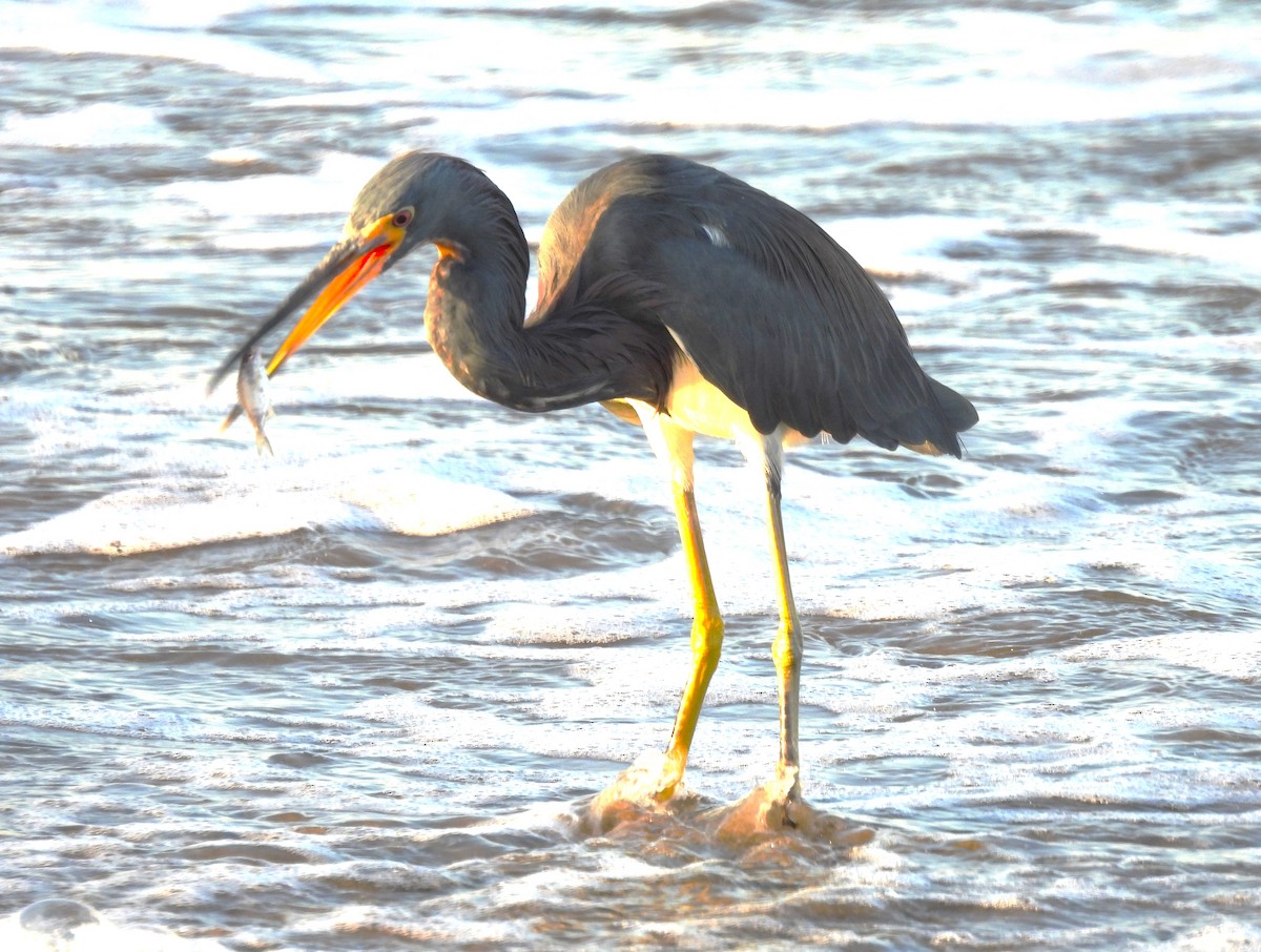 Tricolored Heron - ML646217109