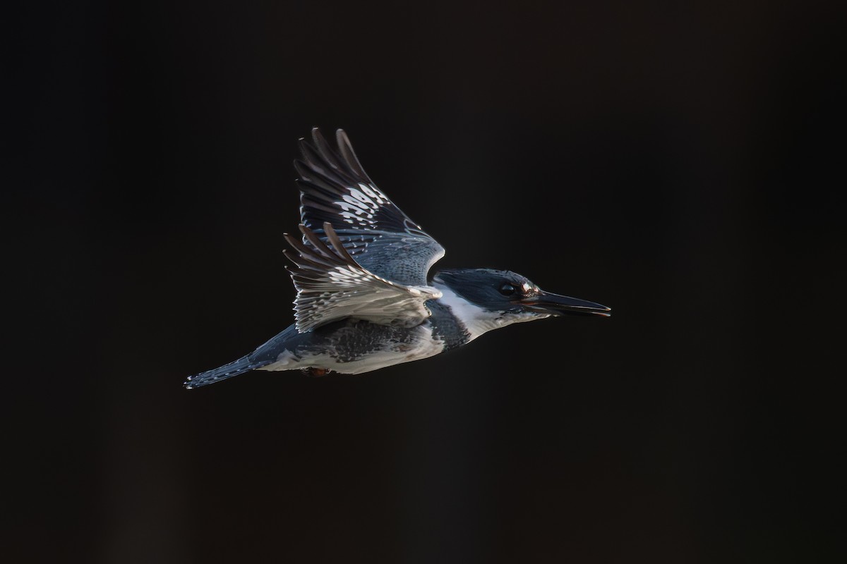 Martin handi iparramerikarra - ML646217110