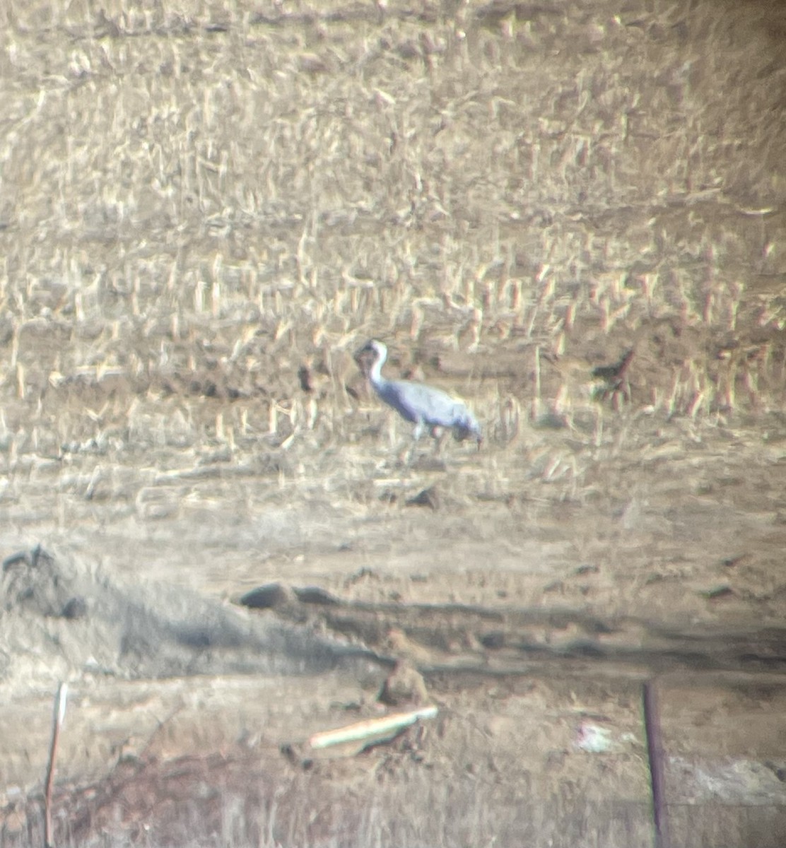 Common Crane - ML646217112