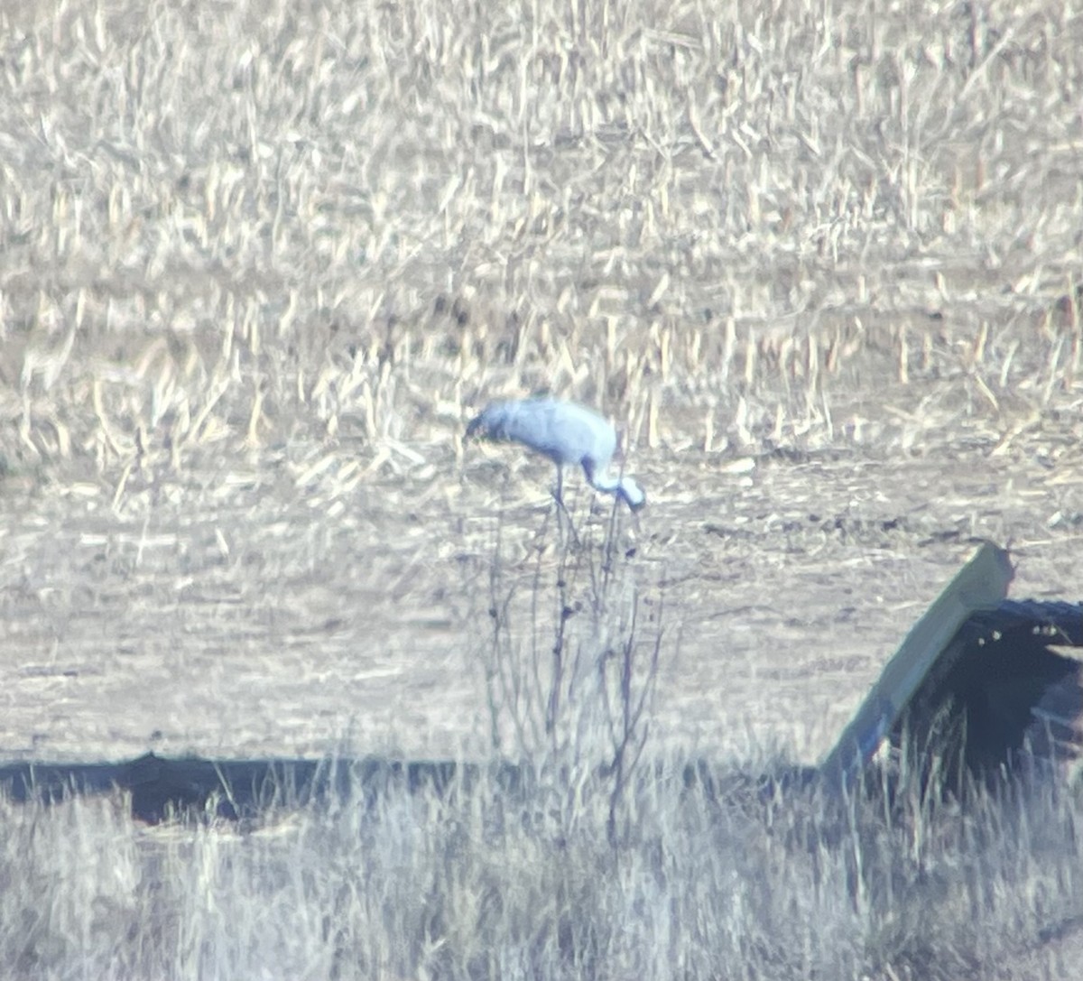 Common Crane - ML646217113