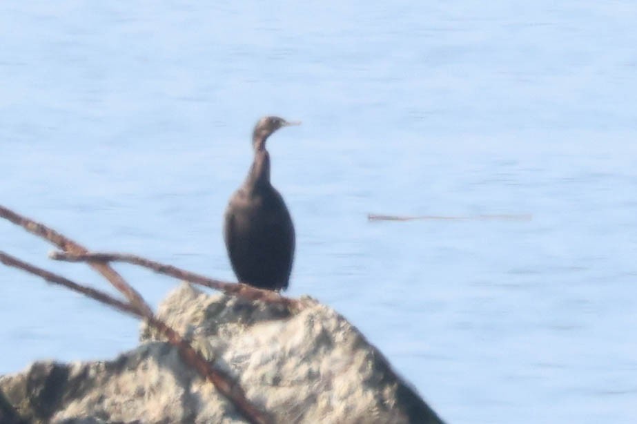 Pelagic Cormorant - ML646217116