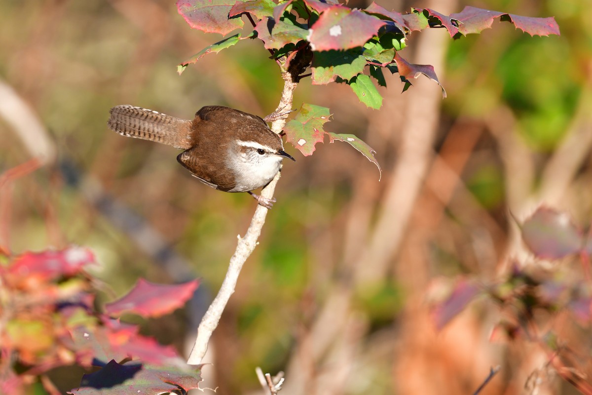 Підбуреник - ML646217117