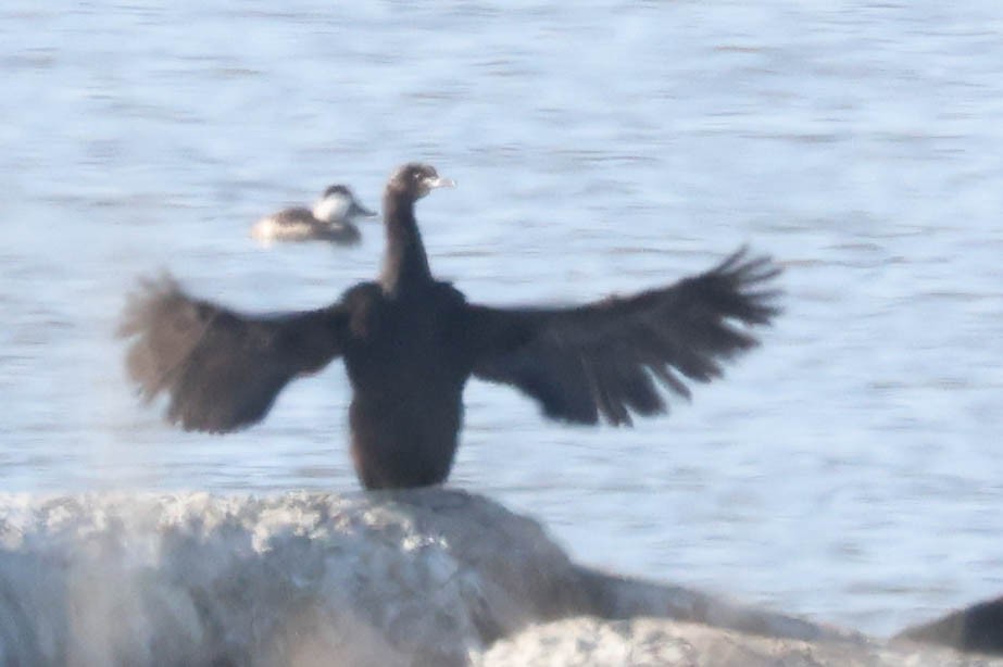 Pelagic Cormorant - ML646217118