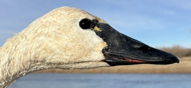 Tundra Swan - ML646217119
