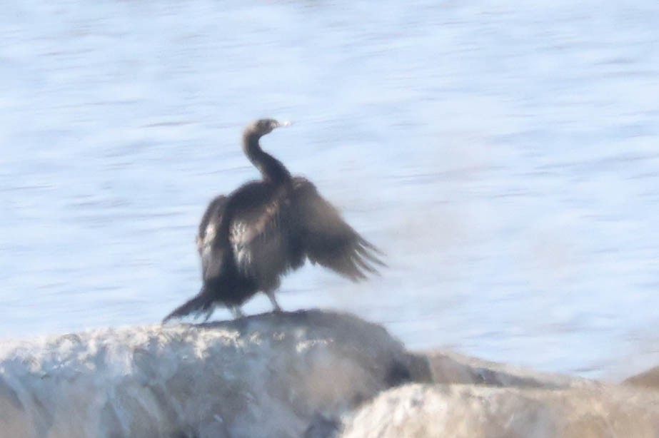 Pelagic Cormorant - ML646217121