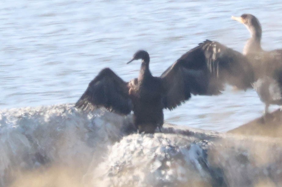 Pelagic Cormorant - ML646217122