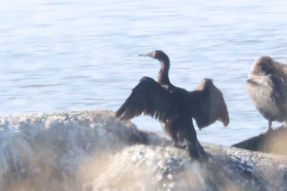 Pelagic Cormorant - ML646217123