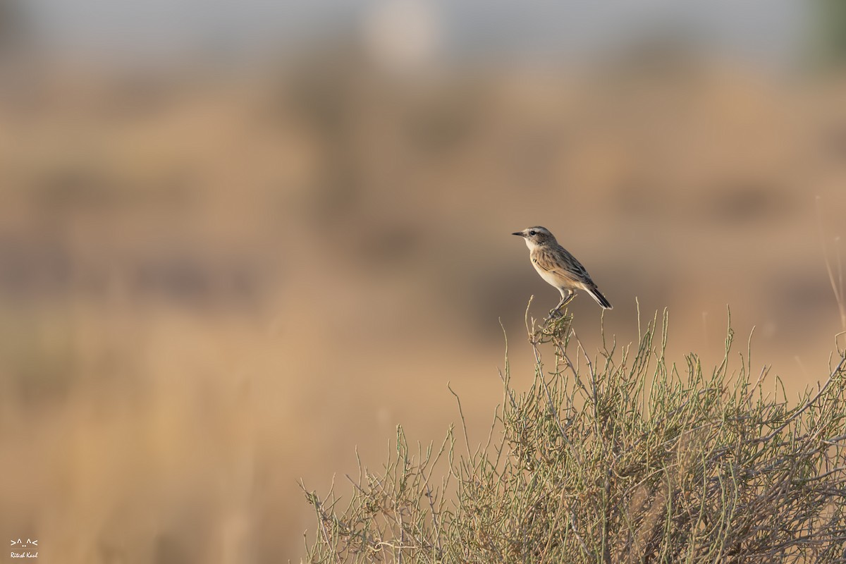 White-browed Bushchat - ML646217124