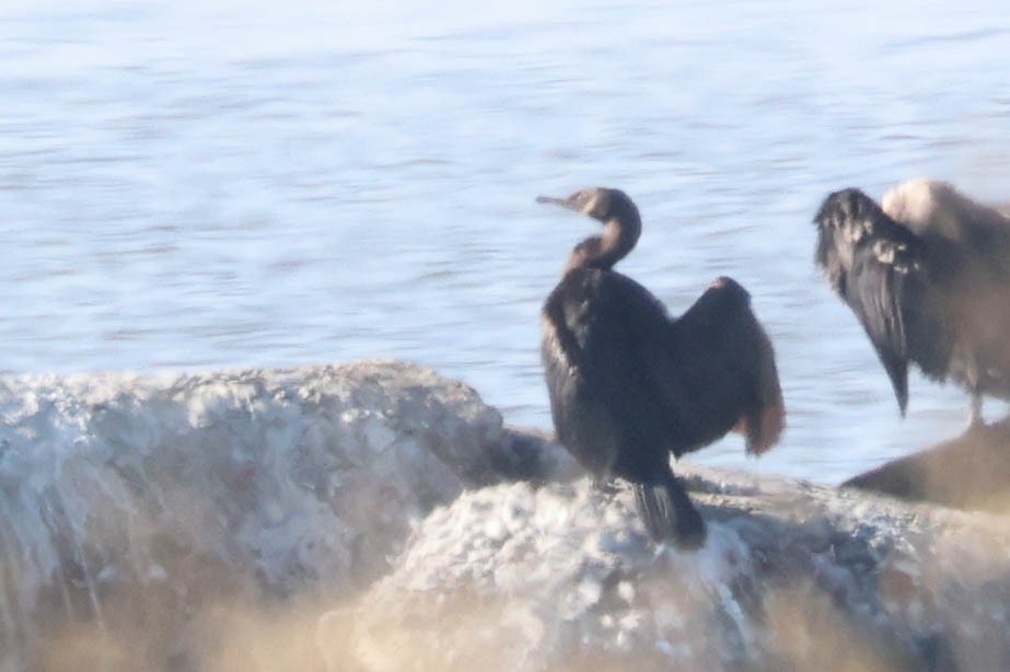Pelagic Cormorant - ML646217126