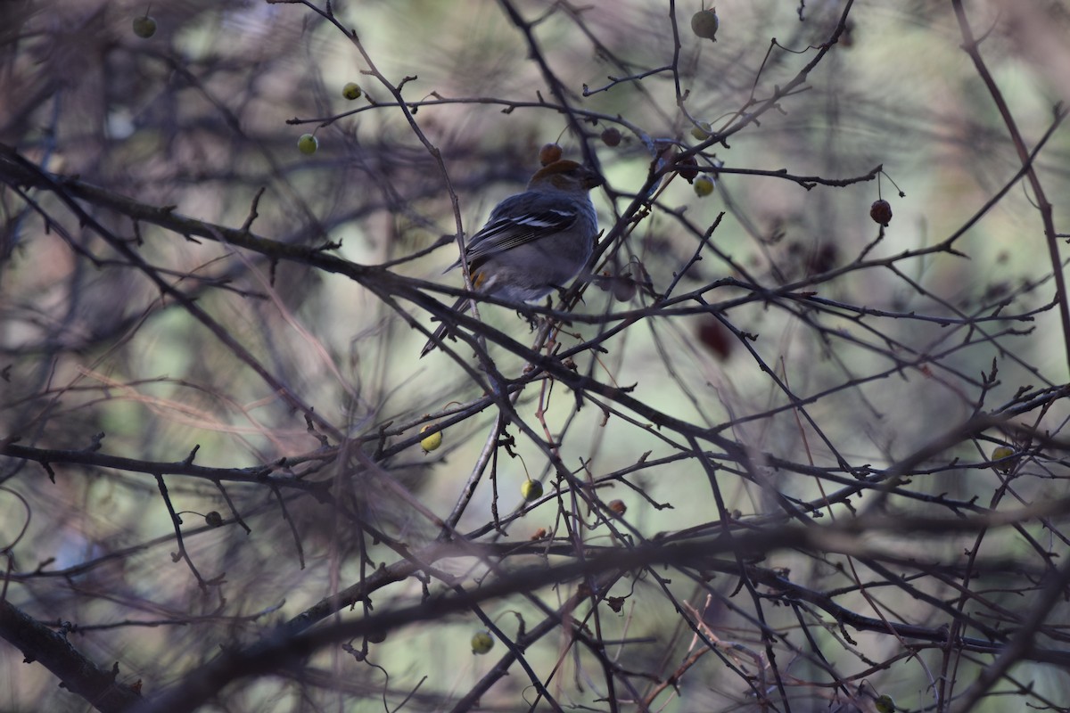 Pine Grosbeak - ML646217127