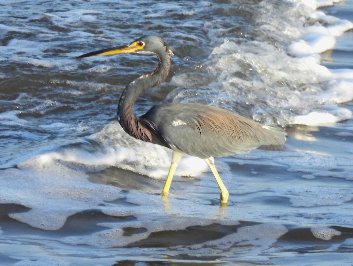 Tricolored Heron - ML646217128