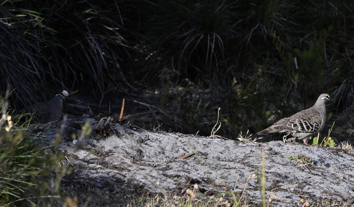 Common Bronzewing - ML646217129