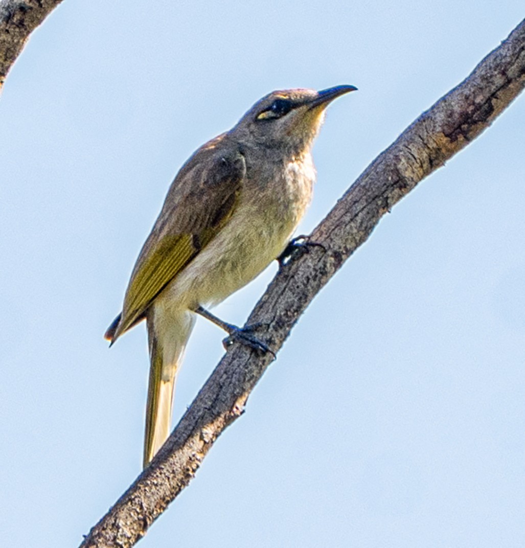 Brown Honeyeater - ML646217132