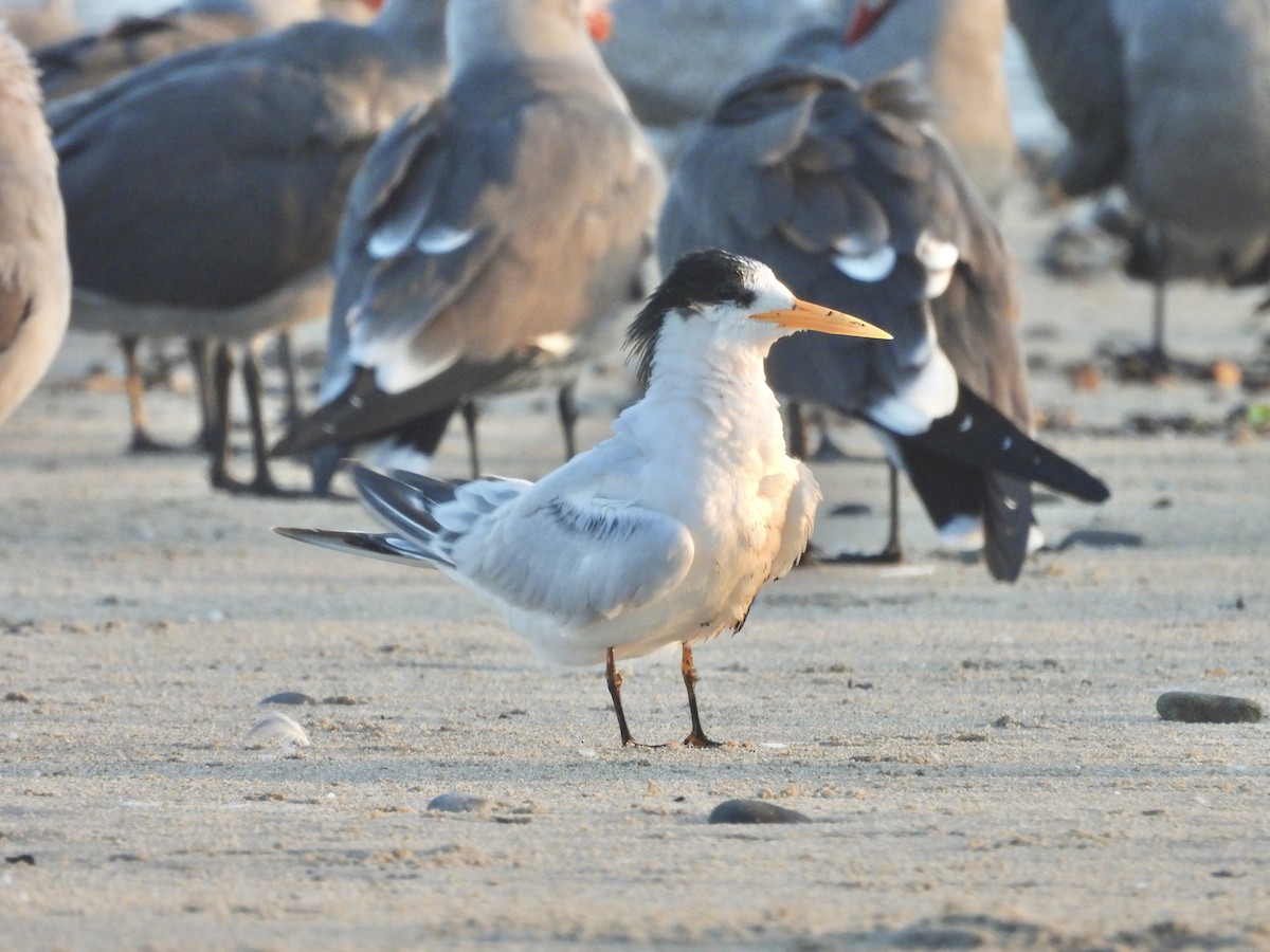 Kaliforniya Sumrusu - ML646217133