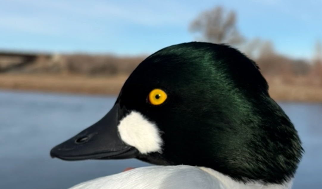 Common Goldeneye - ML646217134
