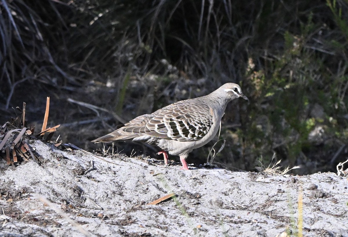 Common Bronzewing - ML646217135