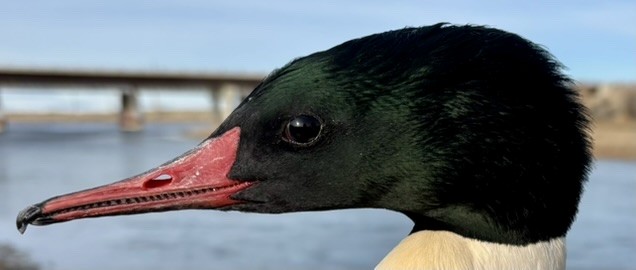 Common Merganser - ML646217137