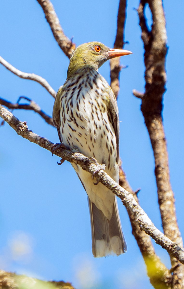Olive-backed Oriole - ML646217141