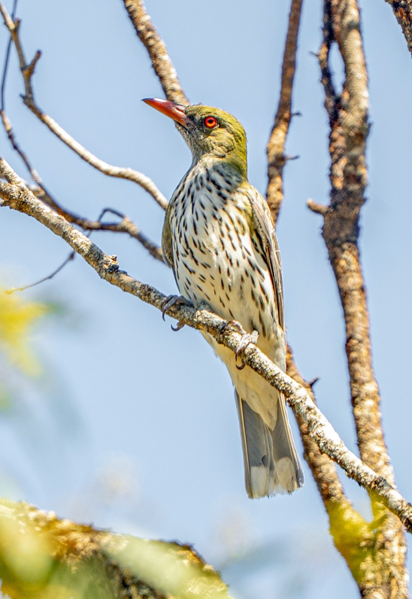 Olive-backed Oriole - ML646217142