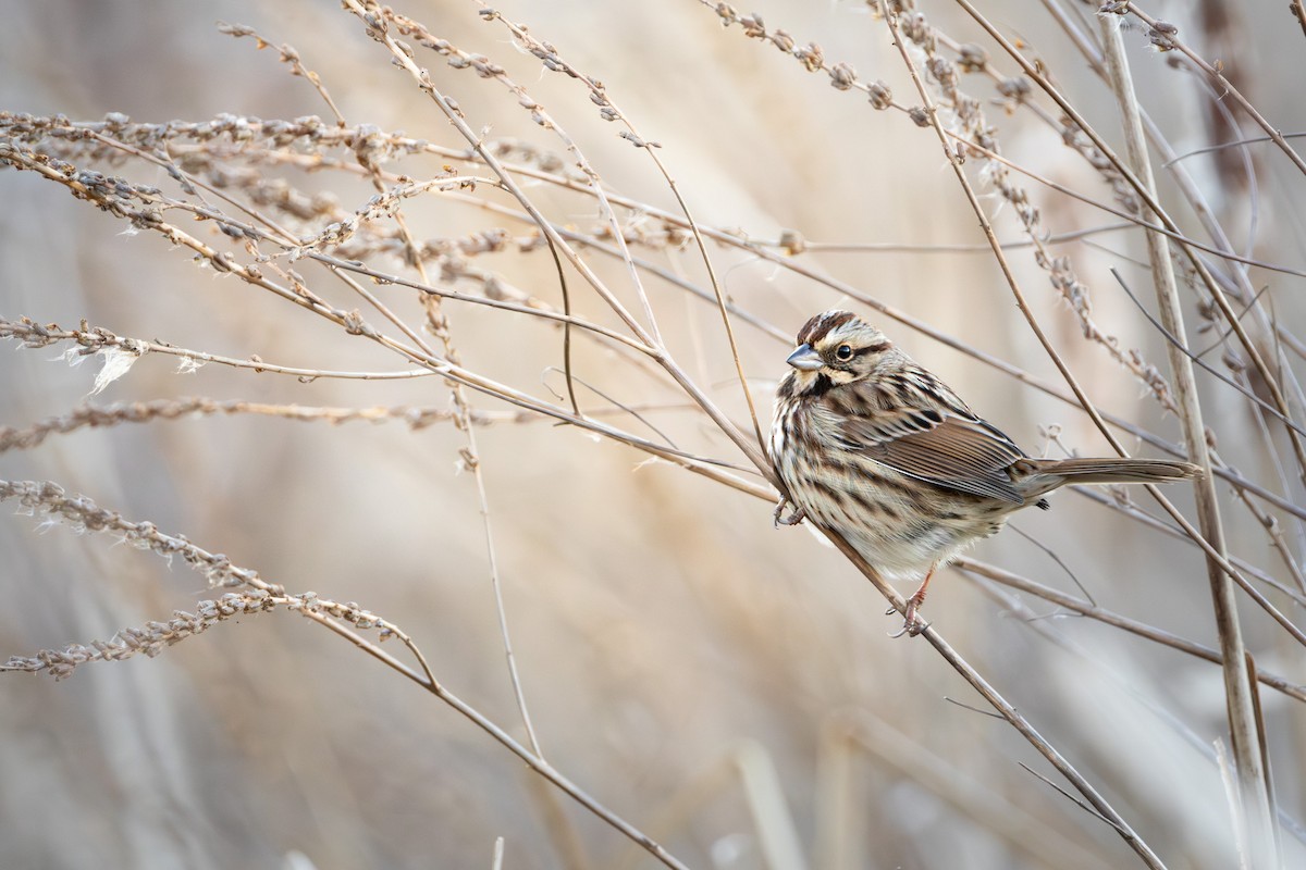 Song Sparrow - ML646217143