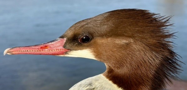 川秋沙 - ML646217144