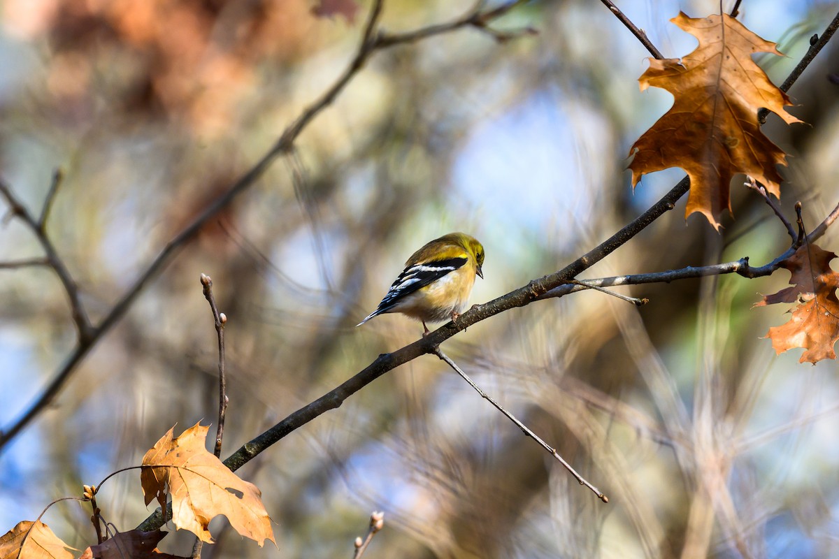 American Goldfinch - ML646217145