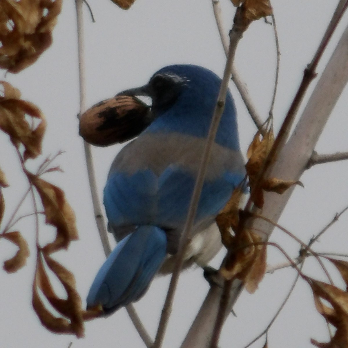 California Scrub-Jay - ML646217147