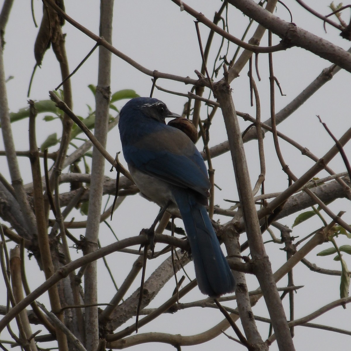 California Scrub-Jay - ML646217148