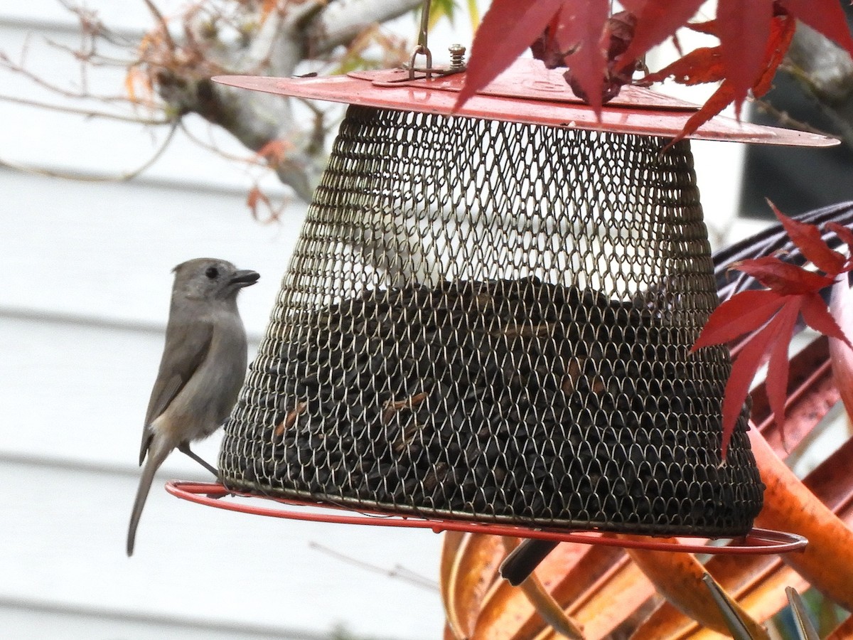 Oak Titmouse - ML646217149