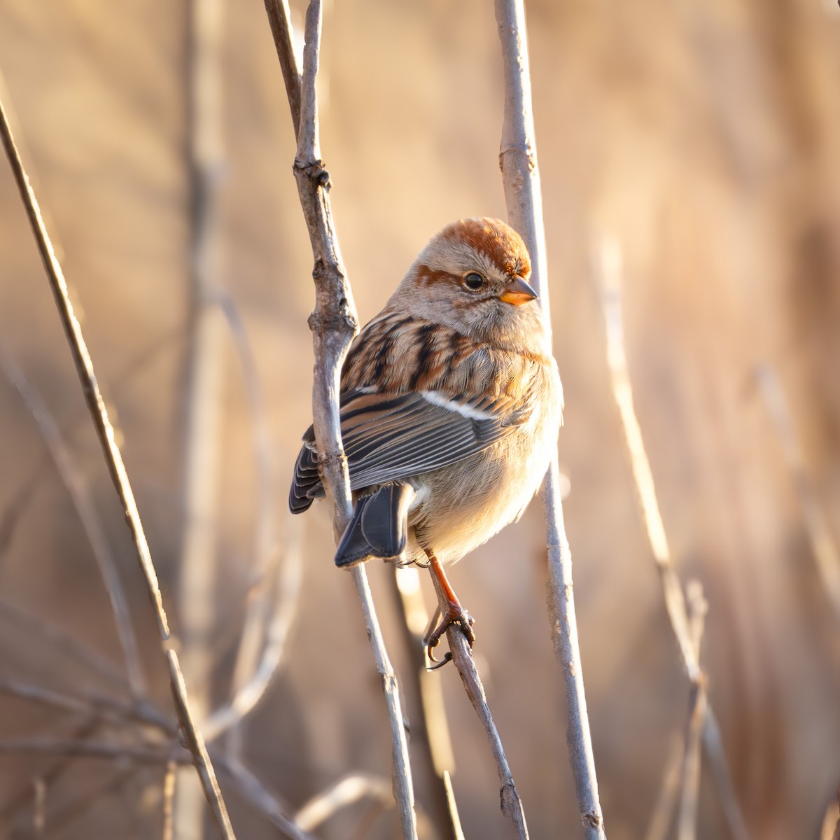 American Tree Sparrow - ML646217150