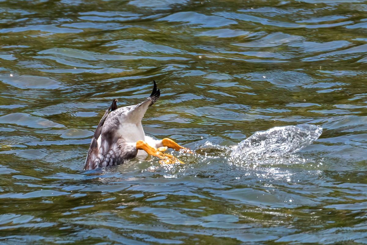 Flying Steamer-Duck - ML646217153