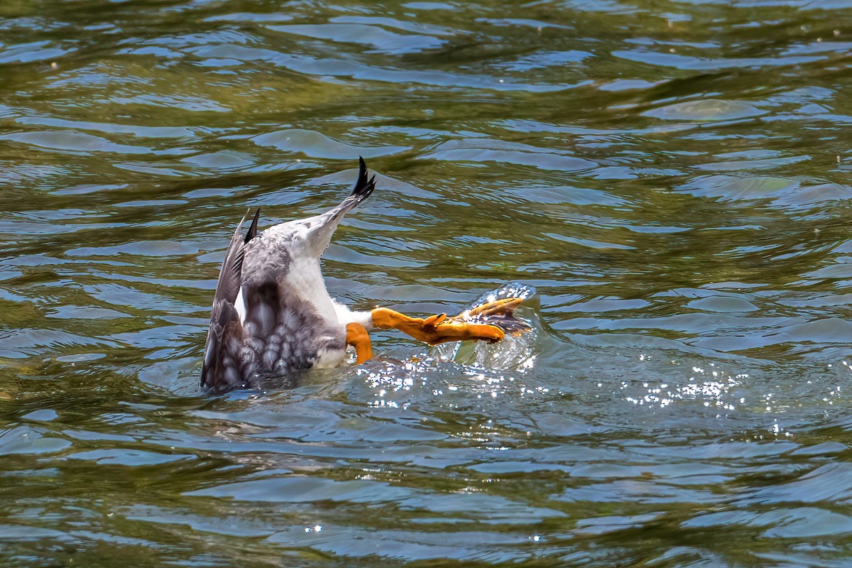 Flying Steamer-Duck - ML646217154