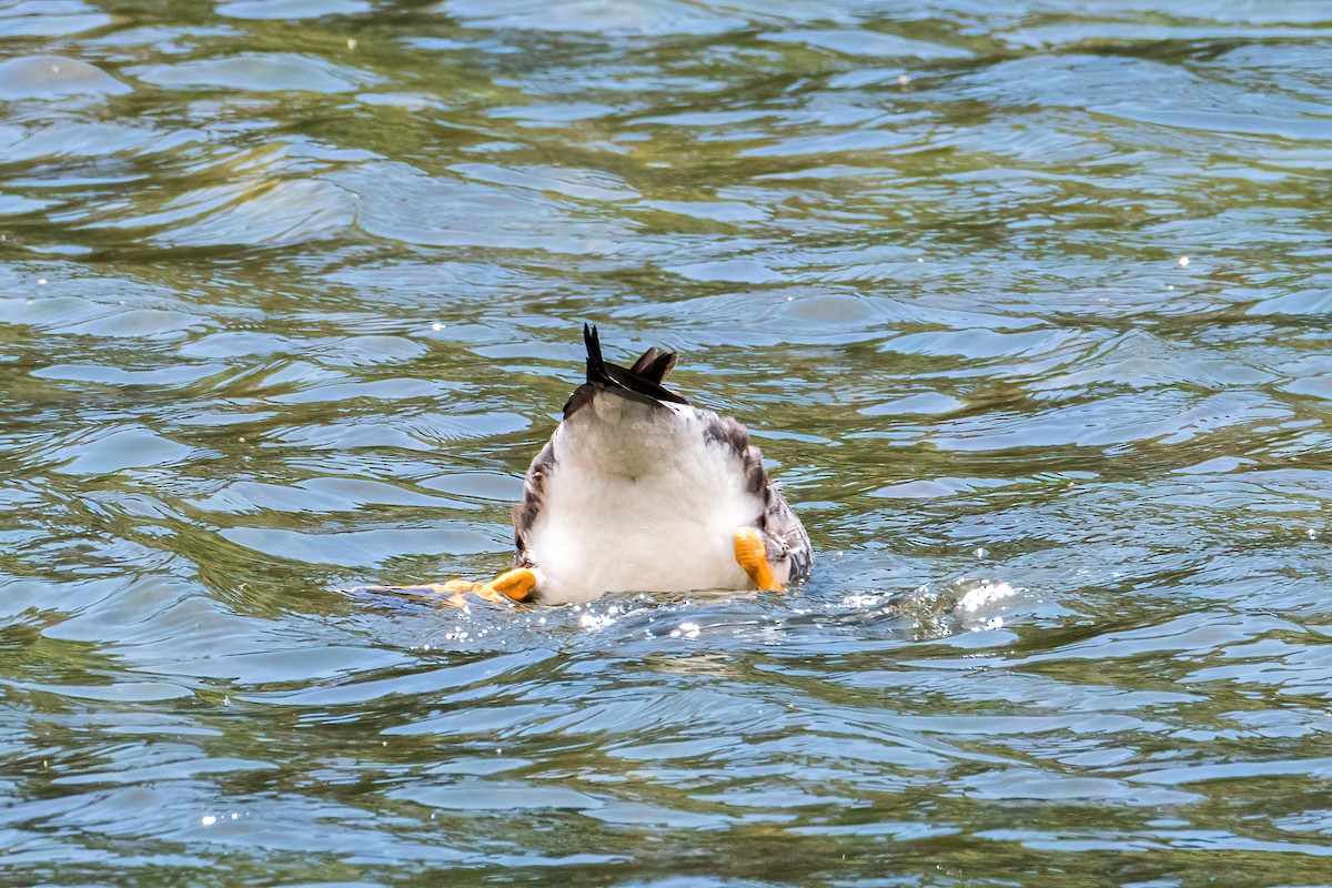 Flying Steamer-Duck - ML646217155