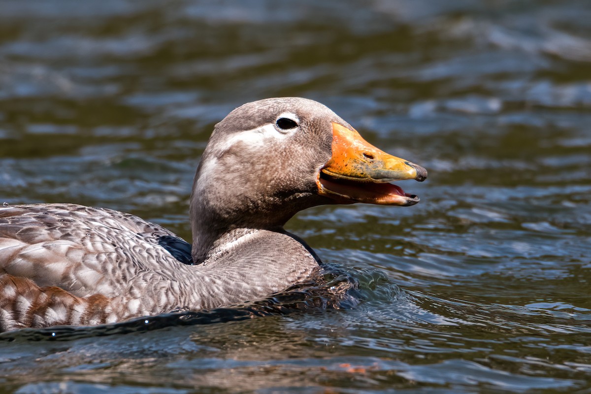 Flying Steamer-Duck - ML646217156