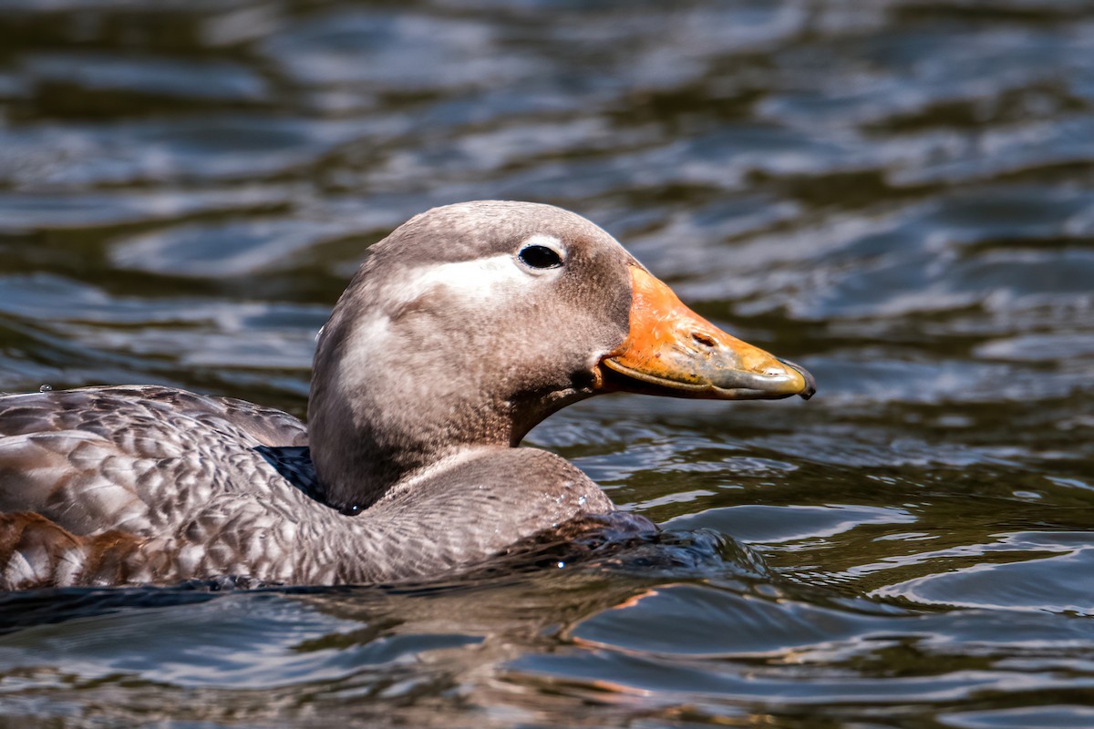 Flying Steamer-Duck - ML646217157