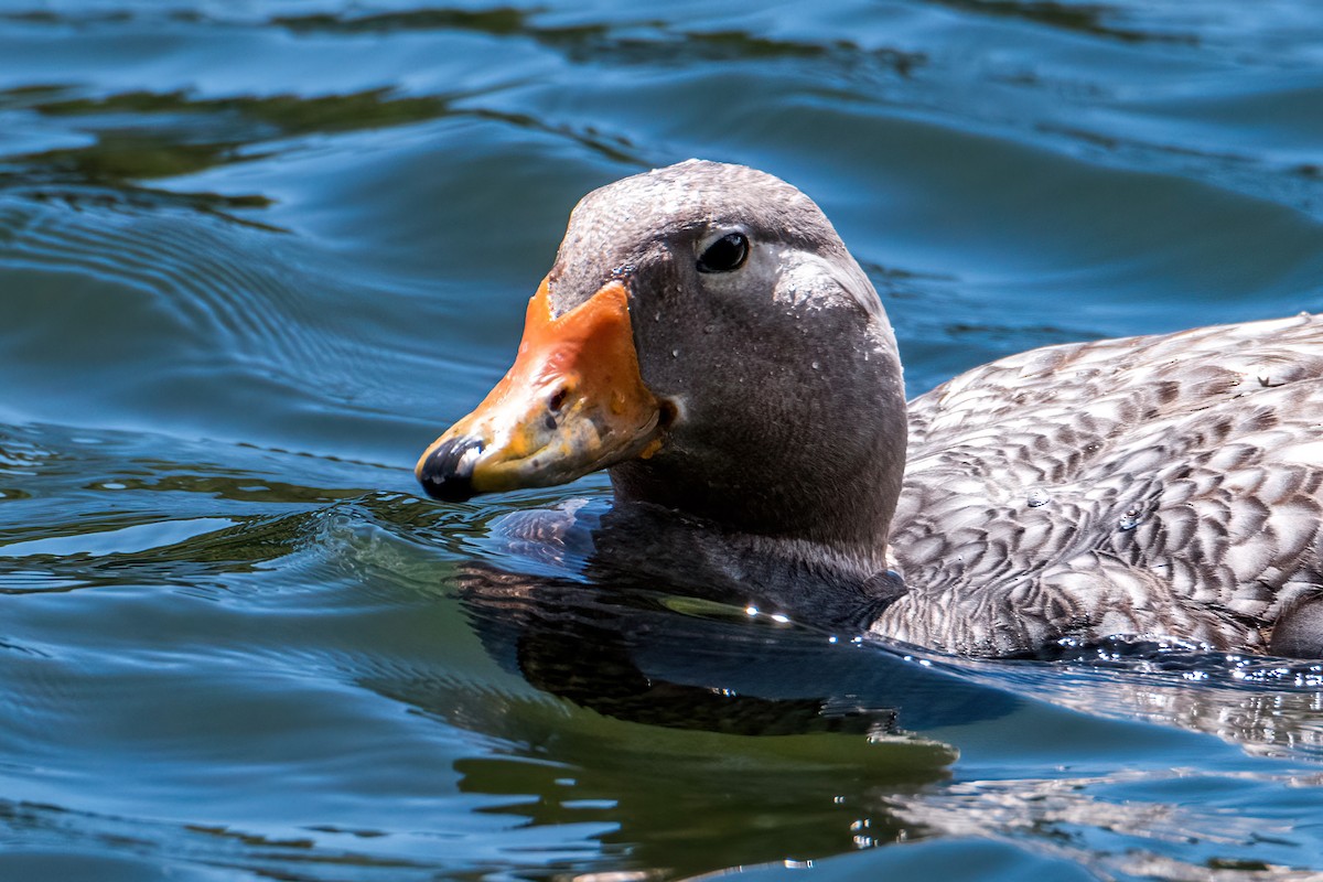 Flying Steamer-Duck - ML646217158