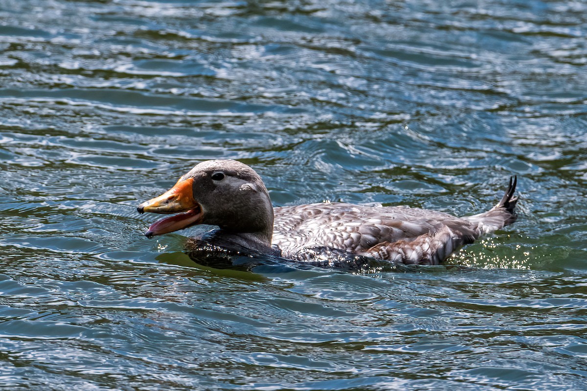Flying Steamer-Duck - ML646217159