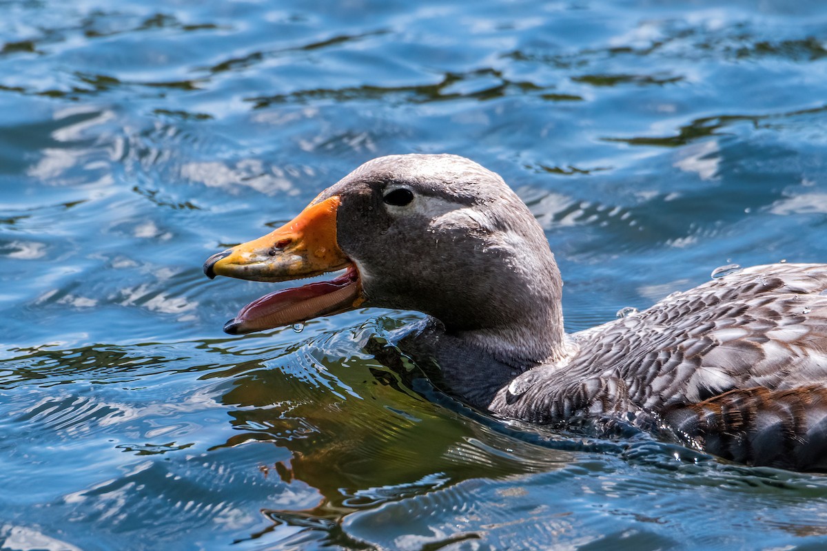 Flying Steamer-Duck - ML646217160