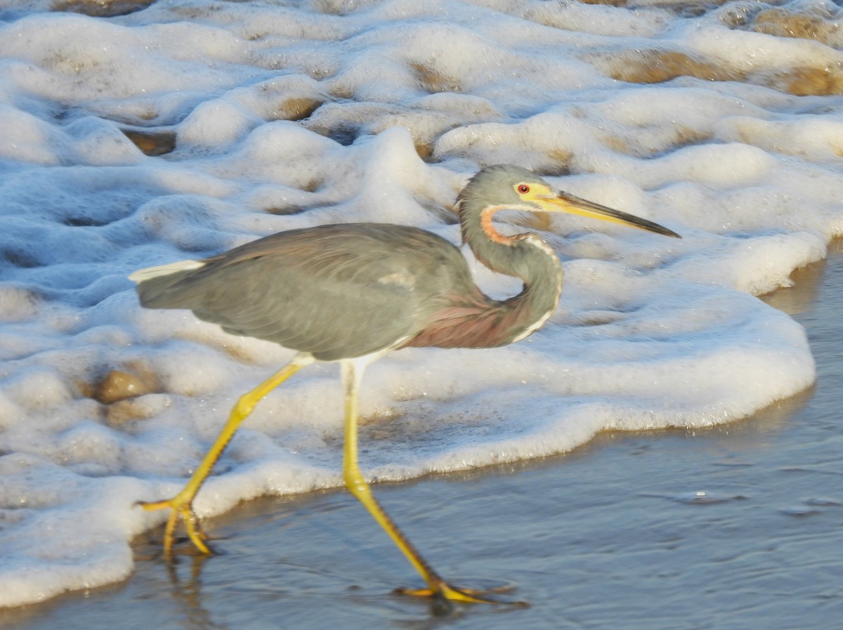 Tricolored Heron - ML646217161
