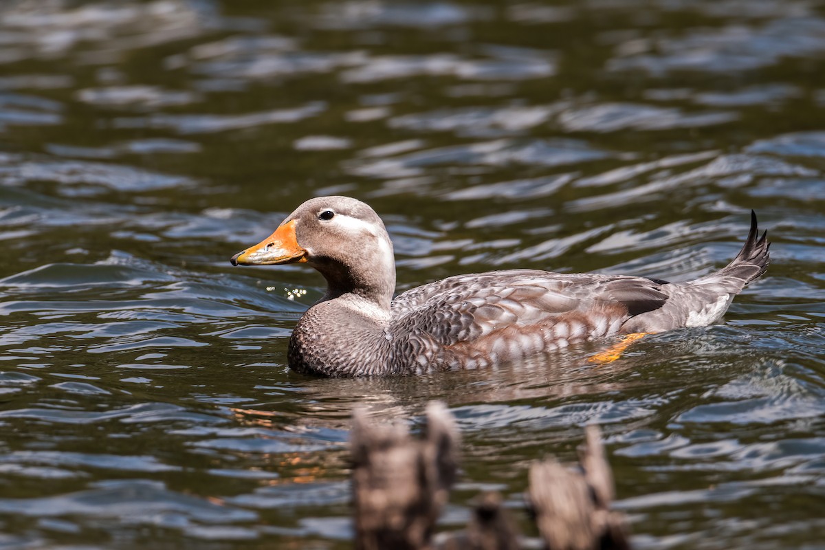 Flying Steamer-Duck - ML646217162